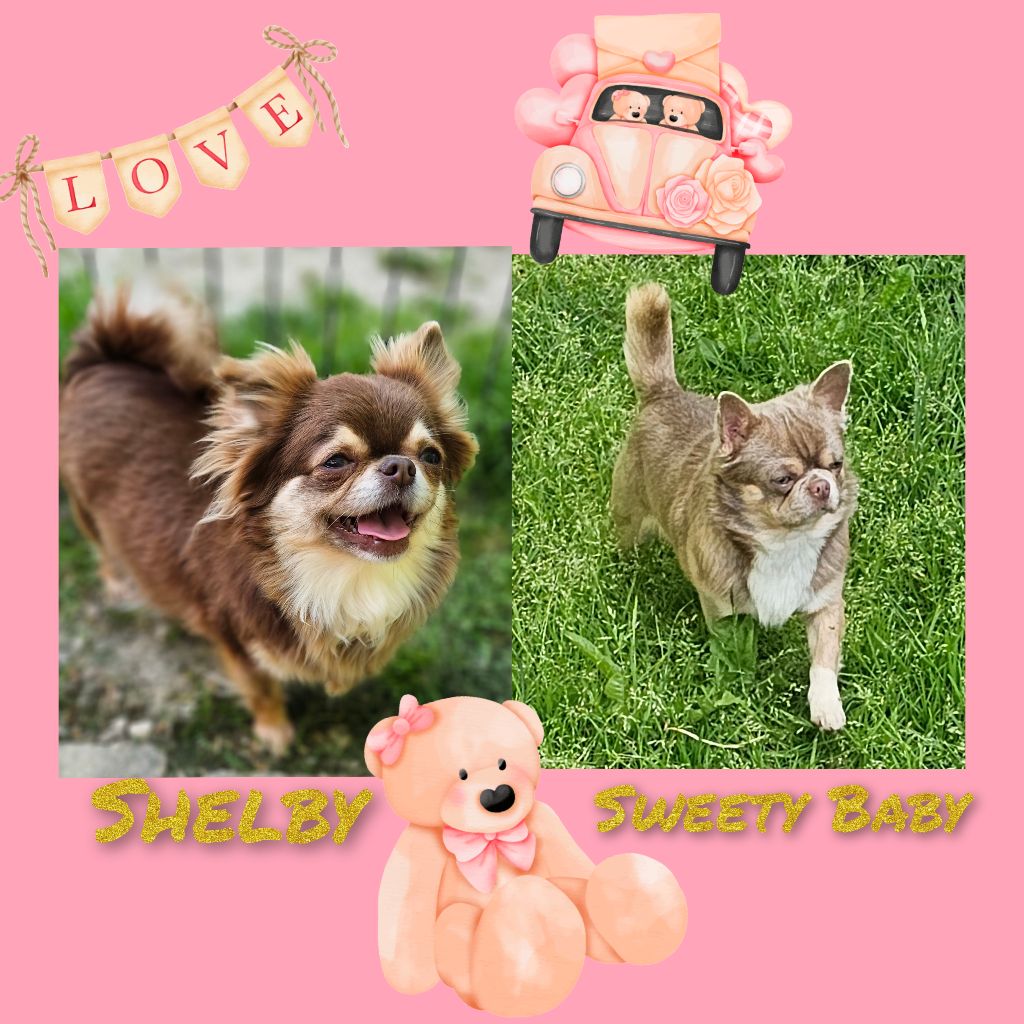 Charlene Lhivert - Shelby et Sweety baby 