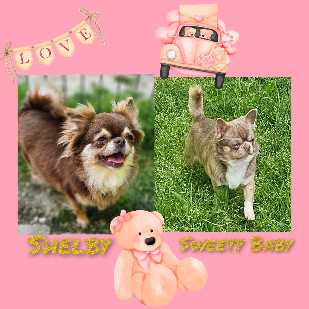 Shelby et Sweety baby 